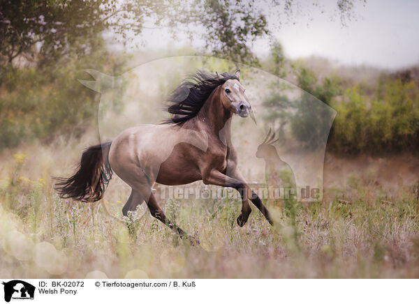 Welsh Pony / Welsh Pony / BK-02072