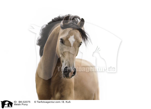 Welsh Pony / Welsh Pony / BK-02075
