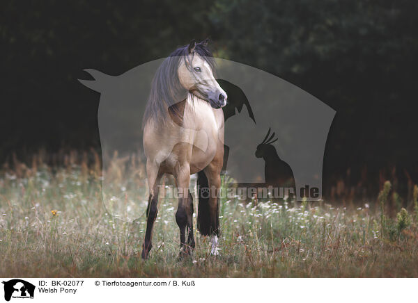 Welsh Pony / Welsh Pony / BK-02077