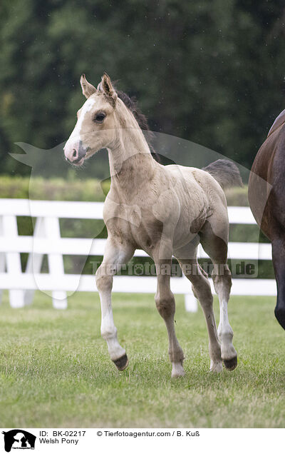 Welsh Pony / Welsh Pony / BK-02217