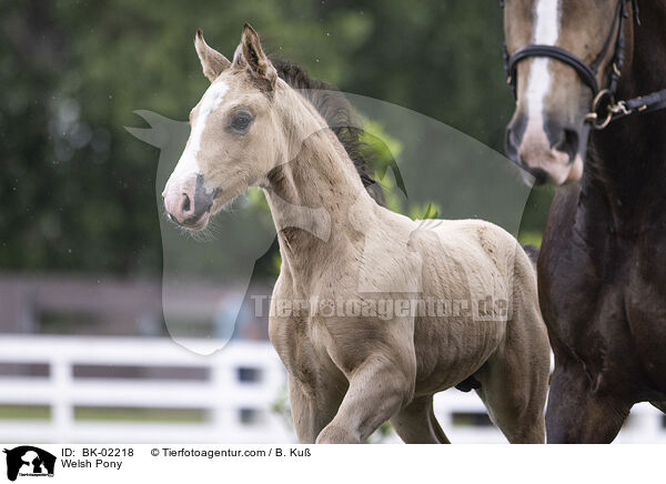 Welsh Pony / Welsh Pony / BK-02218