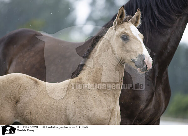 Welsh Pony / BK-02220