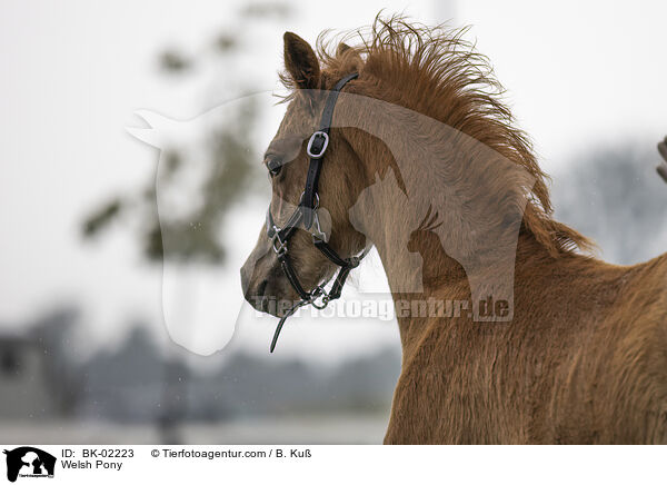 Welsh Pony / BK-02223