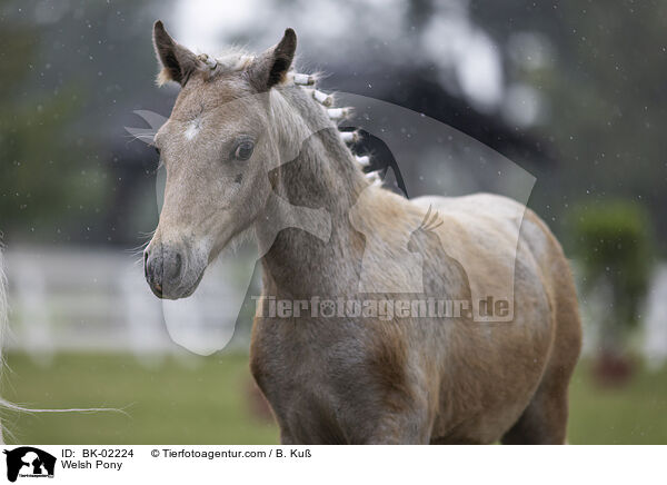 Welsh Pony / Welsh Pony / BK-02224