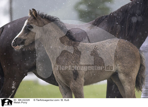 Welsh Pony / BK-02226