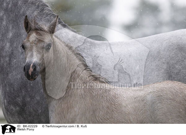 Welsh Pony / Welsh Pony / BK-02229