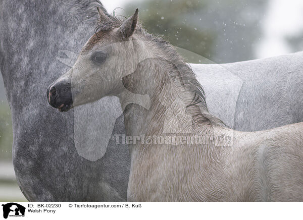 Welsh Pony / BK-02230