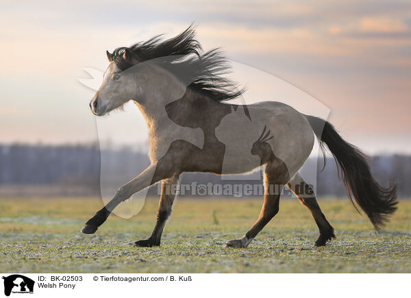 Welsh Pony / BK-02503