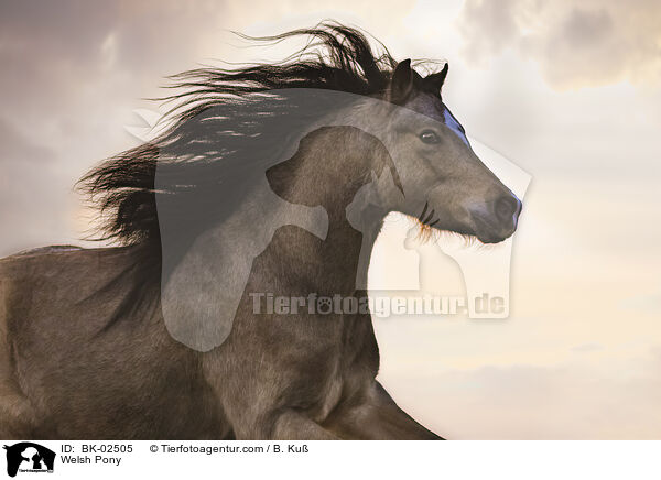 Welsh Pony / BK-02505