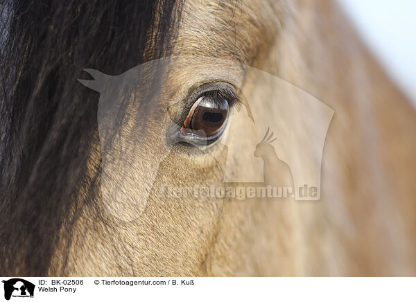 Welsh Pony / BK-02506