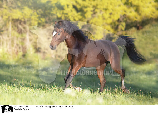 Welsh Pony / BK-02607