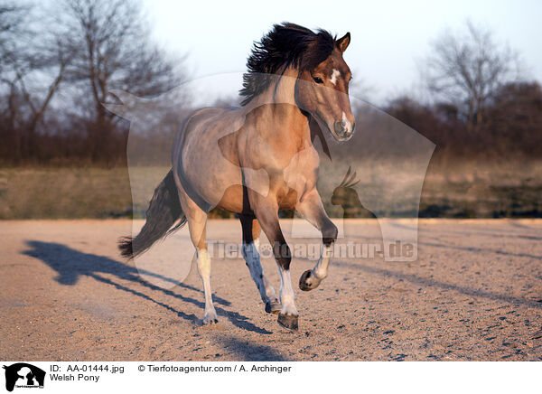 Welsh Pony / Welsh Pony / AA-01444.jpg