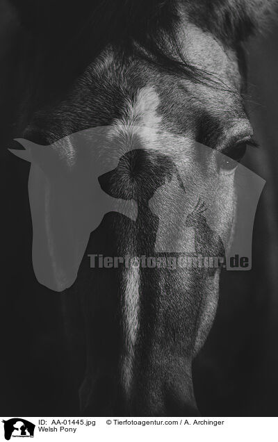 Welsh Pony / Welsh Pony / AA-01445.jpg