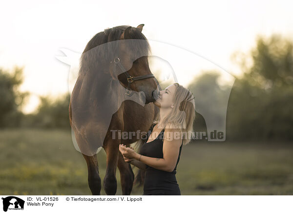 Welshpony / Welsh Pony / VL-01526