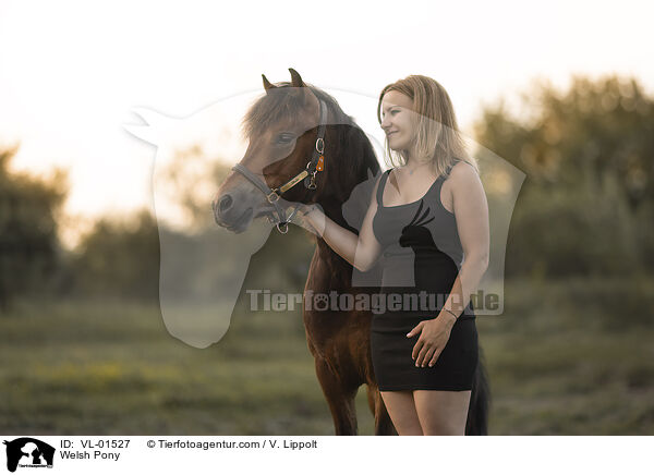 Welshpony / Welsh Pony / VL-01527