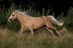 running Welsh-Pony