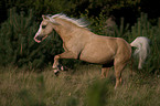 running Welsh-Pony