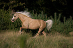 running Welsh-Pony