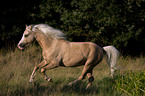 running Welsh-Pony