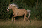 running Welsh-Pony