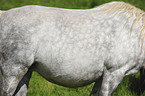 Welsh Pony