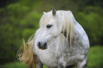 Welsh Pony Portrait