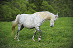 walking Welsh Pony