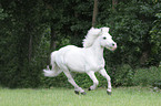 galloping Welsh Pony