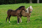 Welsh Ponies