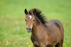 Welsh Pony foal