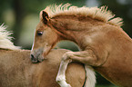 Welsh Pony foal