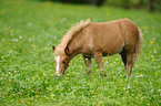 Welsh Pony foal