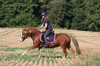 woman rides Welsh Pony