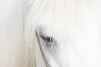Welsh Pony eye