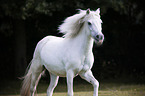 galloping Welsh Pony