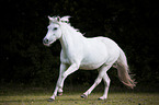 galloping Welsh Pony