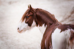 Welsh Pony Portrait