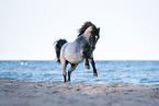 Welsh pony by the sea