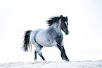 Welsh pony by the sea