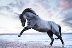 Welsh pony by the sea