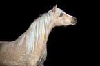 Welsh Pony Portrait