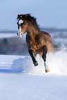 Welsh Pony runs through the snow