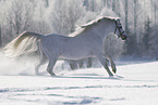 Welsh Pony runs through the snow