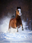 Welsh Pony runs through the snow