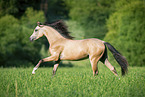 Welsh Pony