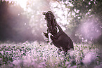 Welsh Pony