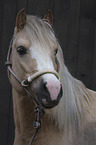 Welsh Pony portrait