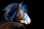 Welsh Pony with holi colour