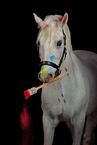 Welsh Pony with holi colour