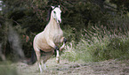 galloping Welsh-Mountain-Pony